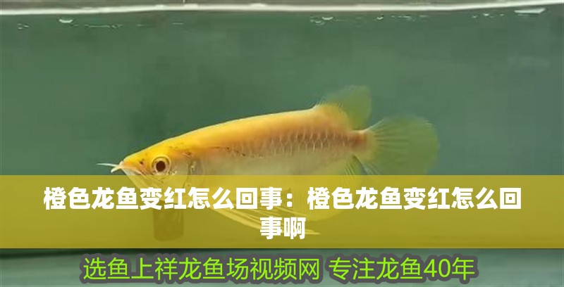 橙色龍魚變紅怎么回事：橙色龍魚變紅怎么回事啊