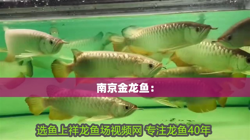 南京金龍魚：
