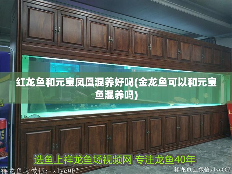 紅龍魚和元寶鳳凰混養好嗎(金龍魚可以和元寶魚混養嗎)
