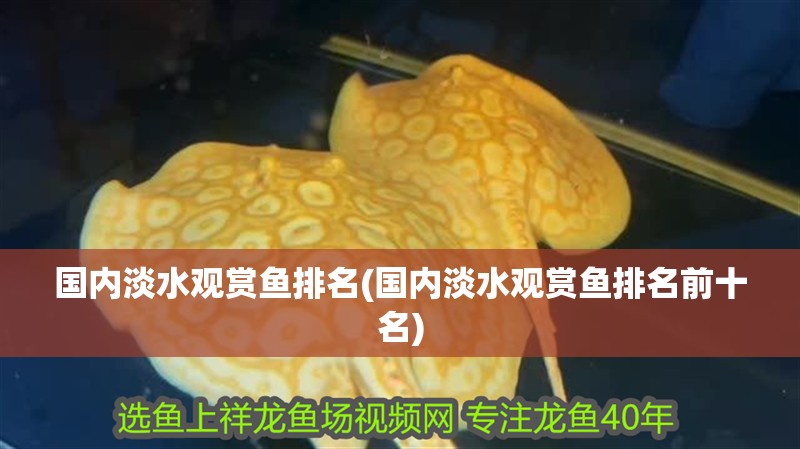 國內淡水觀賞魚排名(國內淡水觀賞魚排名前十名)