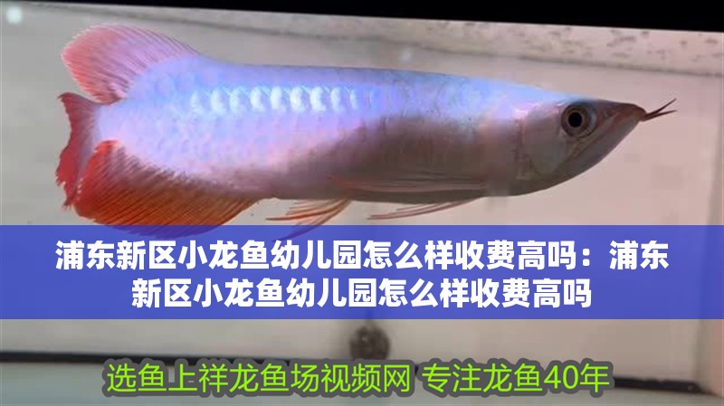 浦東新區(qū)小龍魚幼兒園怎么樣收費高嗎：浦東新區(qū)小龍魚幼兒園怎么樣收費高嗎