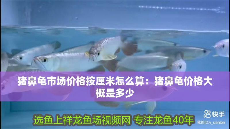 豬鼻龜市場價格按厘米怎么算：豬鼻龜價格大概是多少