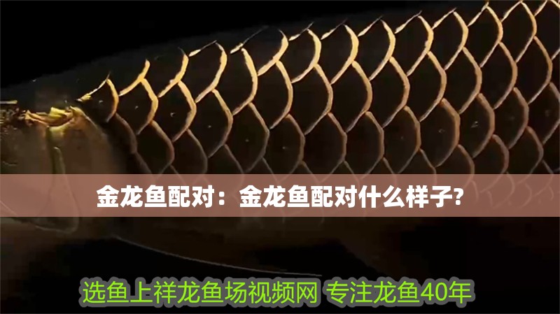 金龍魚配對：金龍魚配對什么樣子?