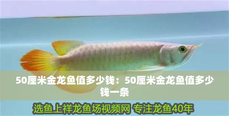 50厘米金龍魚值多少錢：50厘米金龍魚值多少錢一條