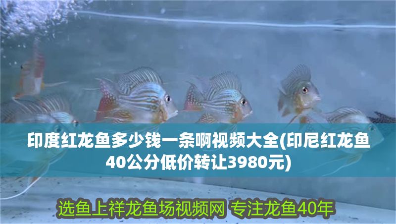 印度紅龍魚多少錢一條啊視頻大全(印尼紅龍魚40公分低價(jià)轉(zhuǎn)讓3980元)
