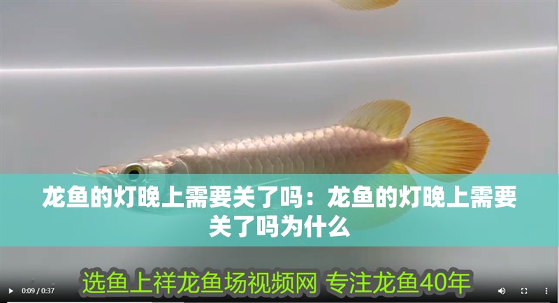 龍魚的燈晚上需要關了嗎：龍魚的燈晚上需要關了嗎為什么