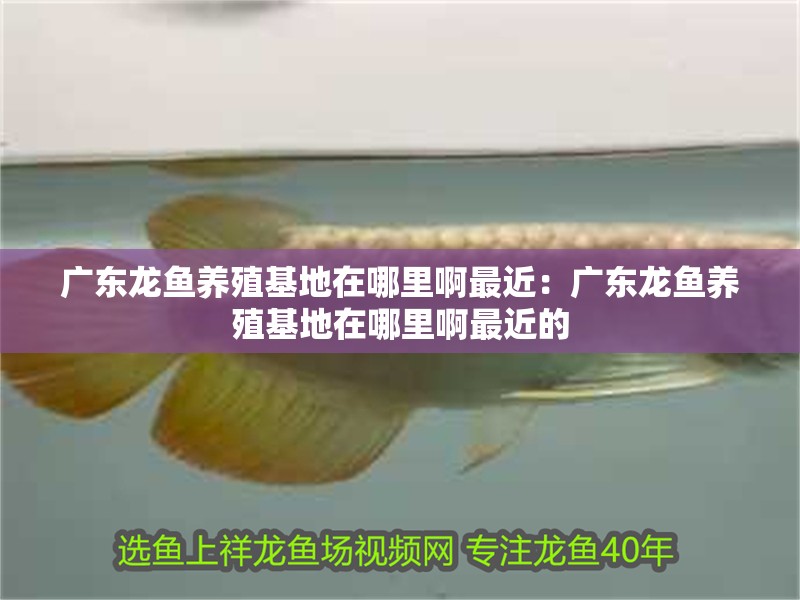 廣東龍魚養(yǎng)殖基地在哪里啊最近：廣東龍魚養(yǎng)殖基地在哪里啊最近的