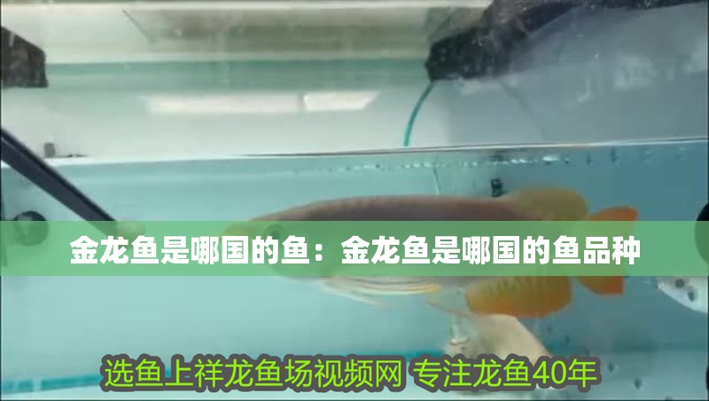 金龍魚是哪國的魚：金龍魚是哪國的魚品種 金龍魚是哪國的魚：金龍魚是哪國的魚品種 水族問答
