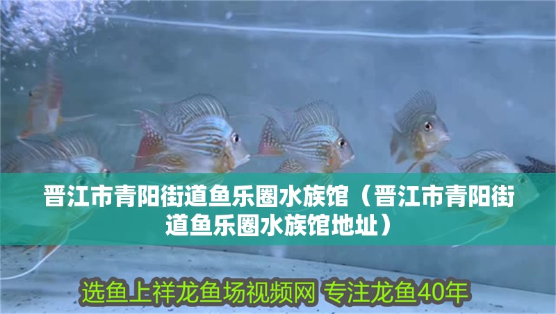晉江市青陽街道魚樂圈水族館（晉江市青陽街道魚樂圈水族館地址）