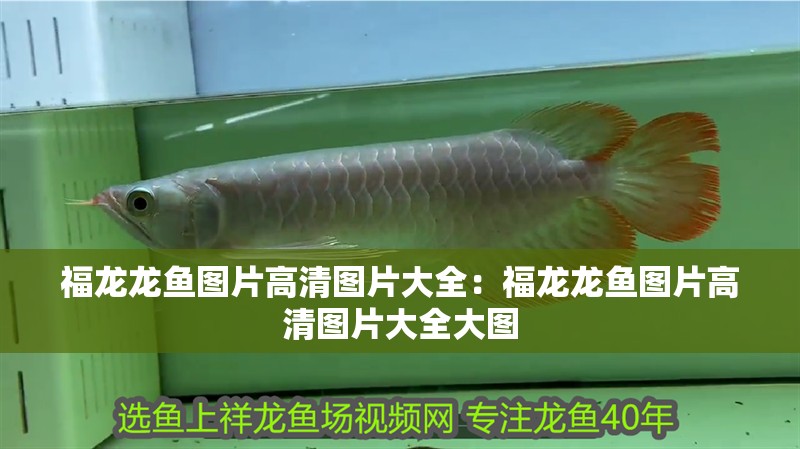 福龍龍魚圖片高清圖片大全:福龍龍魚圖片高清圖片大全大圖 水族問答 福龍龍魚圖片高清圖片大全:福龍龍魚圖片高清圖片大全大圖 福龍龍魚圖片高清圖片大全:福龍龍魚圖片高清圖片大全大圖 水族問答