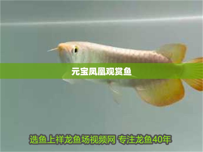 元寶鳳凰觀賞魚