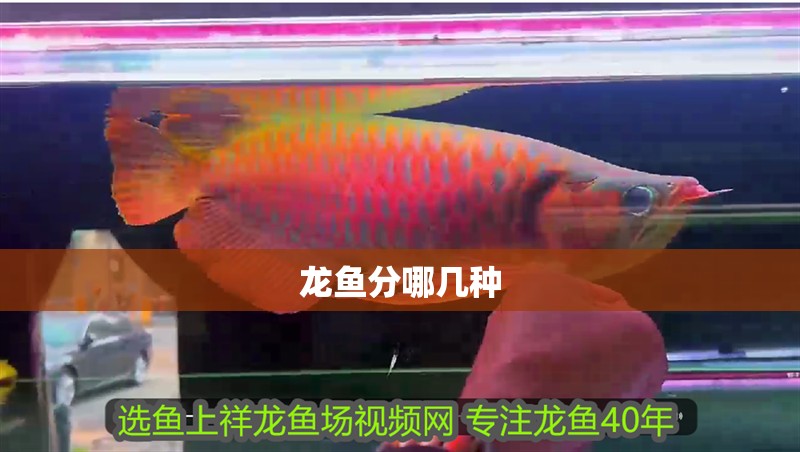 龍魚分哪幾種 龍魚分哪幾種 龍魚百科 第2張