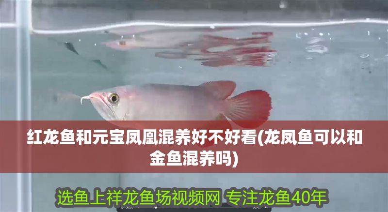 紅龍魚和元寶鳳凰混養(yǎng)好不好看(龍鳳魚可以和金魚混養(yǎng)嗎)