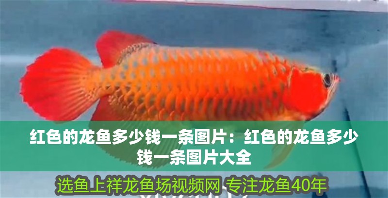 紅色的龍魚多少錢一條圖片：紅色的龍魚多少錢一條圖片大全
