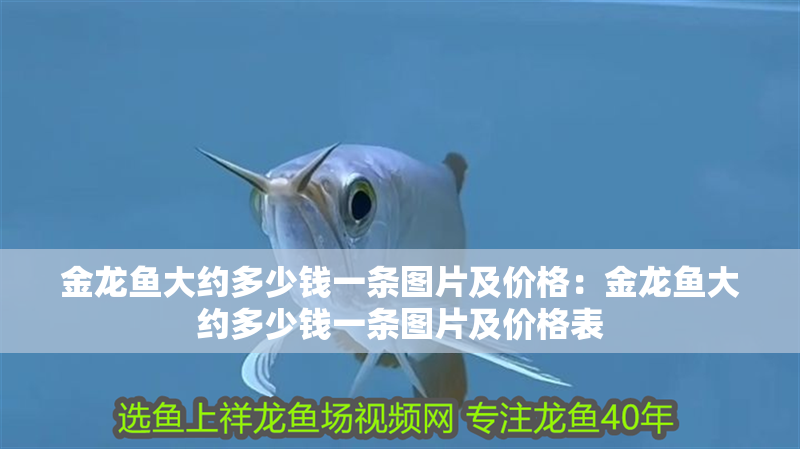 金龍魚大約多少錢一條圖片及價格：金龍魚大約多少錢一條圖片及價格表