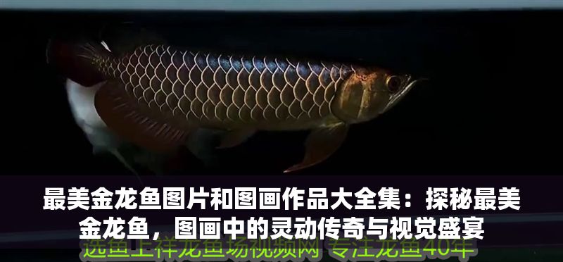 最美金龍魚圖片和圖畫作品大全集：探秘最美金龍魚，圖畫中的靈動(dòng)傳奇與視覺盛宴