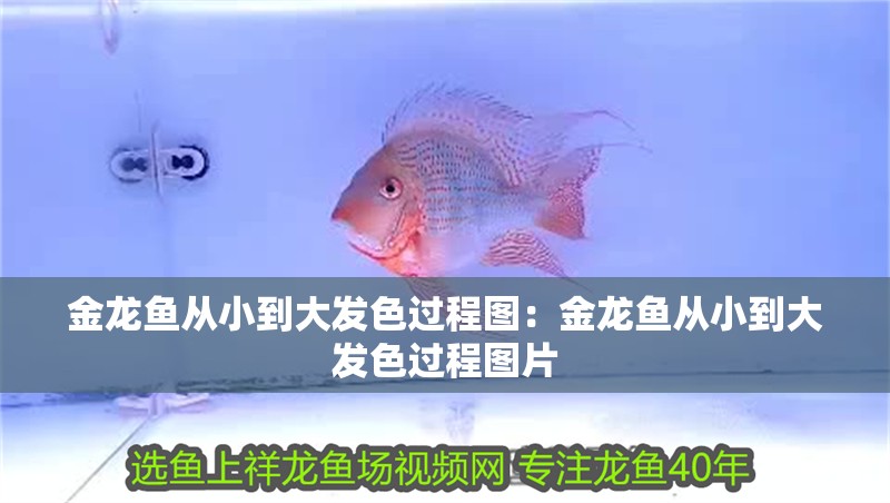 金龍魚從小到大發(fā)色過程圖:金龍魚從小到大發(fā)色過程圖片 水族問答 金龍魚從小到大發(fā)色過程圖:金龍魚從小到大發(fā)色過程圖片 金龍魚從小到大發(fā)色過程圖:金龍魚從小到大發(fā)色過程圖片 水族問答