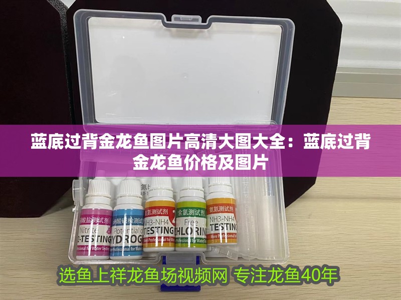 藍底過背金龍魚圖片高清大圖大全：藍底過背金龍魚價格及圖片