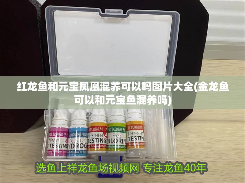 紅龍魚和元寶鳳凰混養可以嗎圖片大全(金龍魚可以和元寶魚混養嗎) 元寶鳳凰魚百科 第1張 紅龍魚和元寶鳳凰混養可以嗎圖片大全(金龍魚可以和元寶魚混養嗎) 紅龍魚和元寶鳳凰混養可以嗎圖片大全(金龍魚可以和元寶魚混養嗎) 元寶鳳凰魚百科 第1張