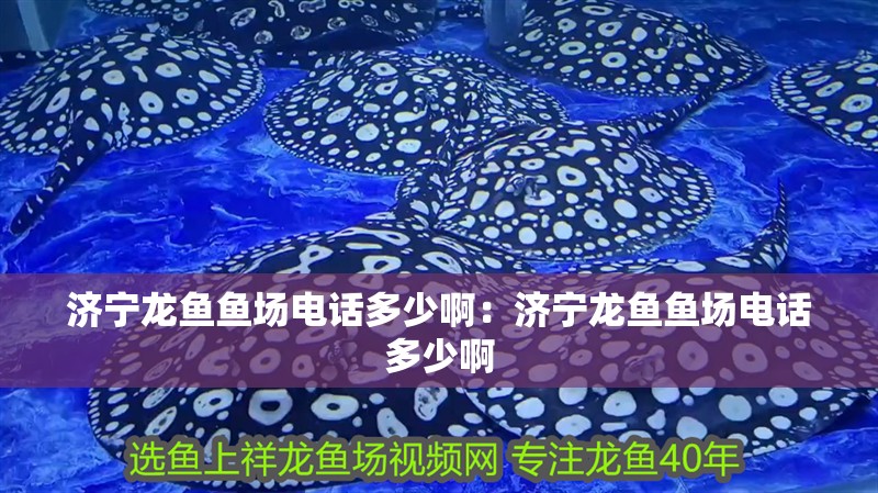 濟寧龍魚魚場電話多少?。簼鷮廄堲~魚場電話多少啊