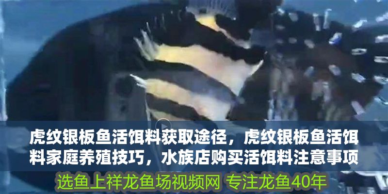 虎紋銀板魚活餌料獲取途徑，虎紋銀板魚活餌料家庭養殖技巧，水族店購買活餌料注意事項