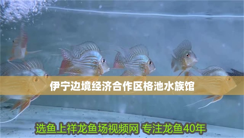 伊寧邊境經(jīng)濟合作區(qū)格池水族館