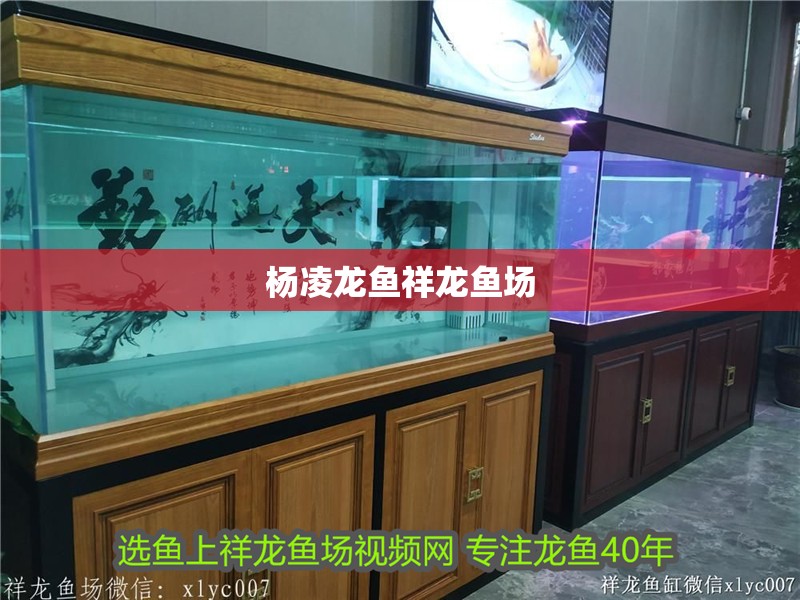 楊凌龍魚祥龍魚場 楊凌龍魚祥龍魚場 全國水族館企業(yè)名錄 第6張