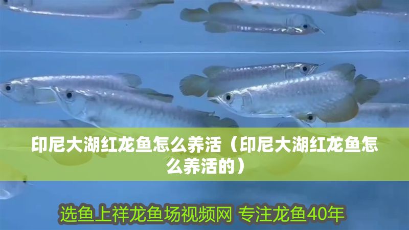 印尼大湖紅龍魚怎么養活（印尼大湖紅龍魚怎么養活的）