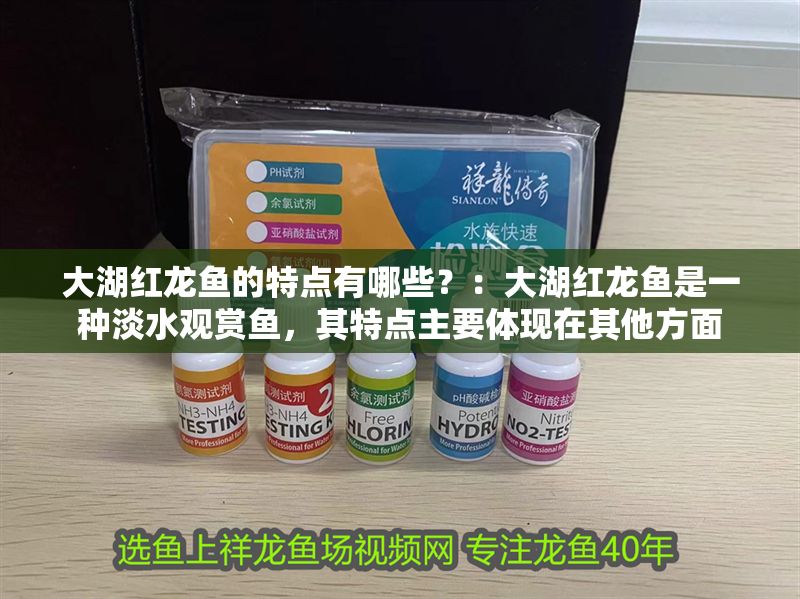 大湖紅龍魚的特點有哪些？：大湖紅龍魚是一種淡水觀賞魚，其特點主要體現在其他方面