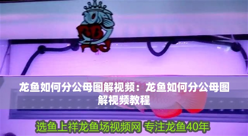 龍魚如何分公母圖解視頻：龍魚如何分公母圖解視頻教程