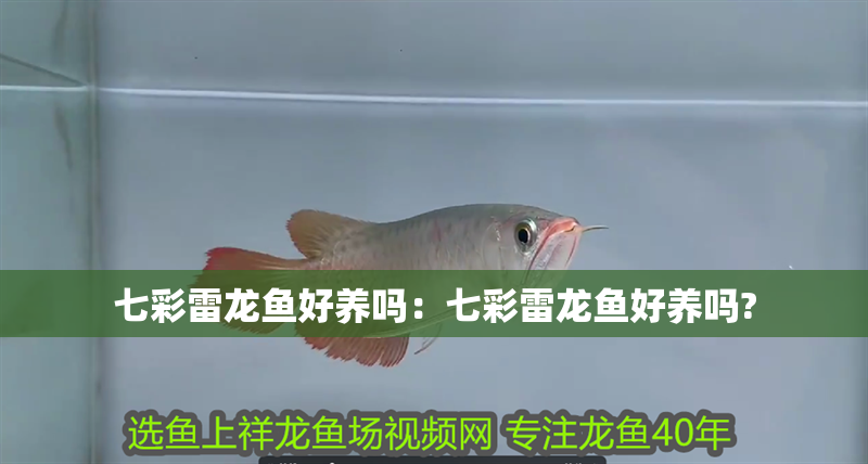 七彩雷龍魚好養(yǎng)嗎：七彩雷龍魚好養(yǎng)嗎? 七彩雷龍魚好養(yǎng)嗎：七彩雷龍魚好養(yǎng)嗎? 水族問答