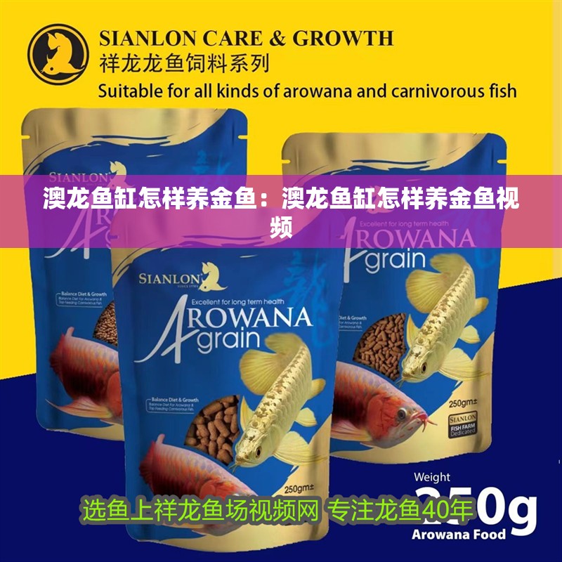 澳龍魚缸怎樣養金魚：澳龍魚缸怎樣養金魚視頻