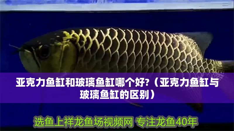 亞克力魚缸和玻璃魚缸哪個(gè)好?（亞克力魚缸與玻璃魚缸的區(qū)別）