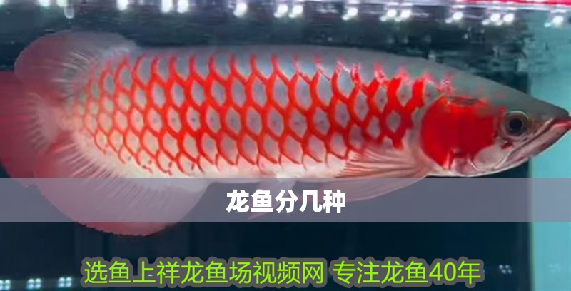 龍魚分幾種