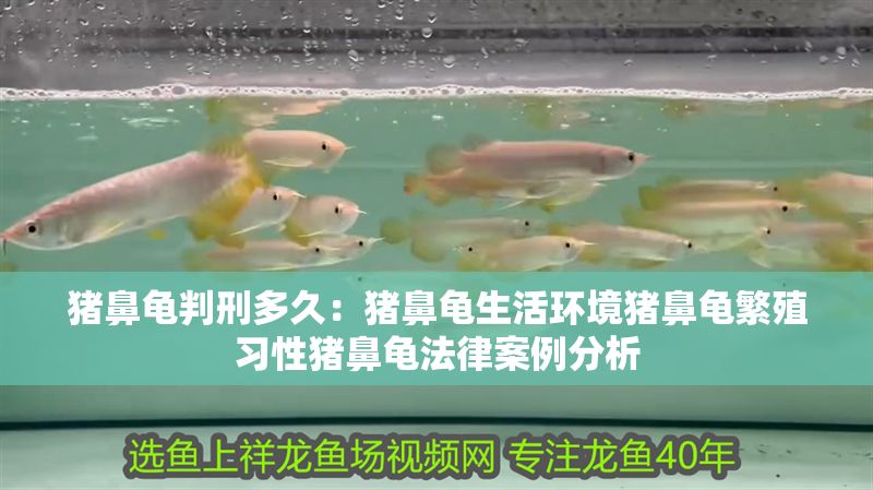 豬鼻龜判刑多久：豬鼻龜生活環(huán)境豬鼻龜繁殖習(xí)性豬鼻龜法律案例分析