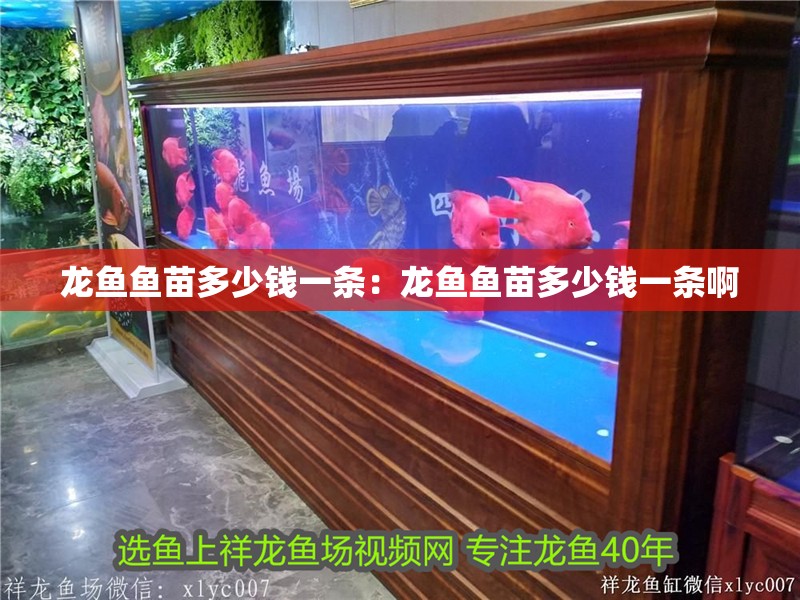 龍魚魚苗多少錢一條：龍魚魚苗多少錢一條啊