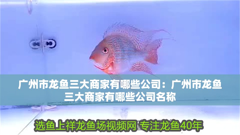 廣州市龍魚三大商家有哪些公司：廣州市龍魚三大商家有哪些公司名稱 廣州市龍魚三大商家有哪些公司：廣州市龍魚三大商家有哪些公司名稱 水族問(wèn)答