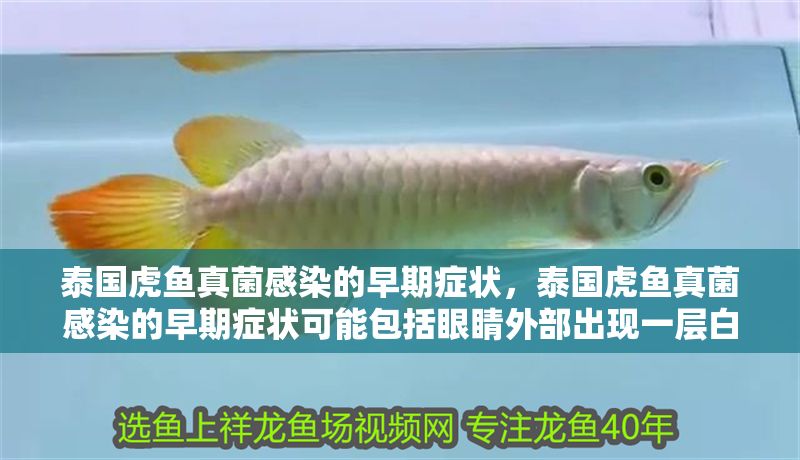 泰國虎魚真菌感染的早期癥狀，泰國虎魚真菌感染的早期癥狀可能包括眼睛外部出現一層白色云狀物
