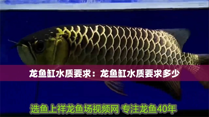 龍魚缸水質要求:龍魚缸水質要求多少 水族問答 龍魚缸水質要求:龍魚缸水質要求多少 龍魚缸水質要求:龍魚缸水質要求多少 水族問答