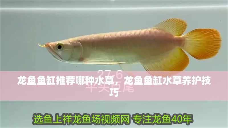 龍魚魚缸推薦哪種水草，龍魚魚缸水草養(yǎng)護(hù)技巧