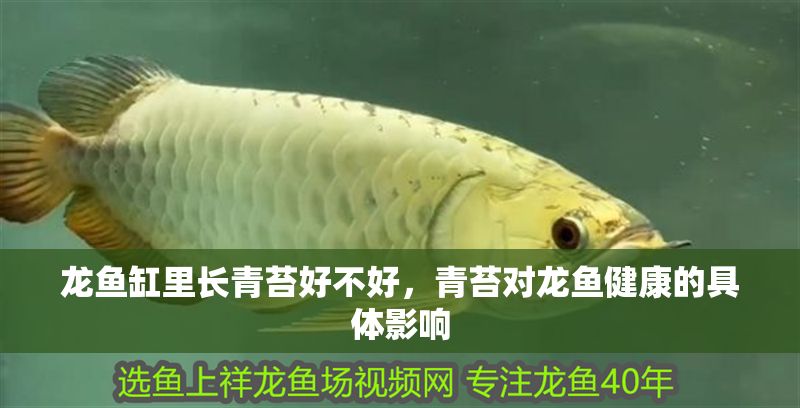龍魚缸里長(zhǎng)青苔好不好，青苔對(duì)龍魚健康的具體影響