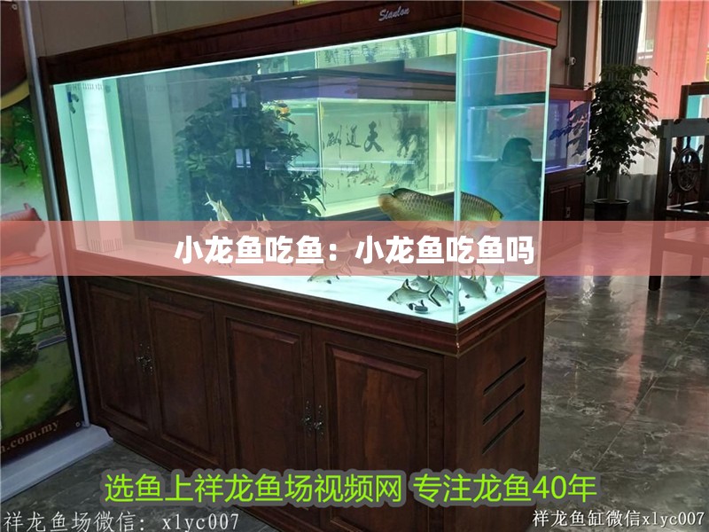 小龍魚吃魚：小龍魚吃魚嗎