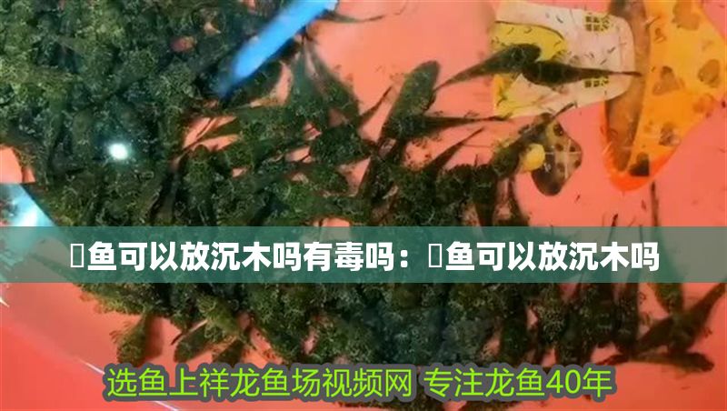 魟魚可以放沉木嗎有毒嗎：魟魚可以放沉木嗎