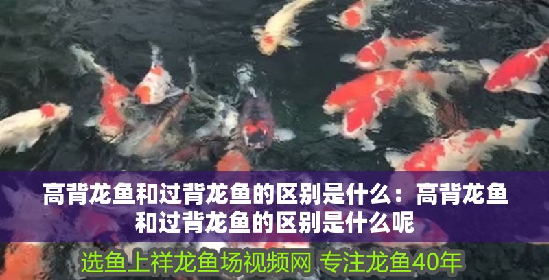 高背龍魚和過背龍魚的區別是什么：高背龍魚和過背龍魚的區別是什么呢 高背龍魚和過背龍魚的區別是什么：高背龍魚和過背龍魚的區別是什么呢 水族問答