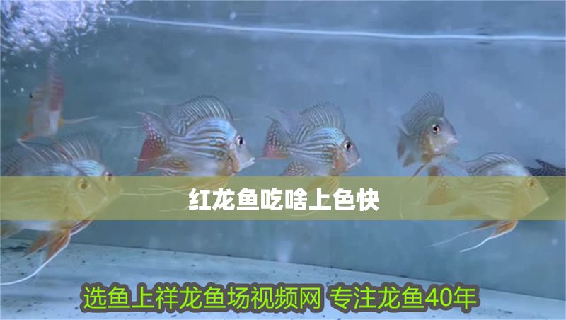 紅龍魚吃啥上色快