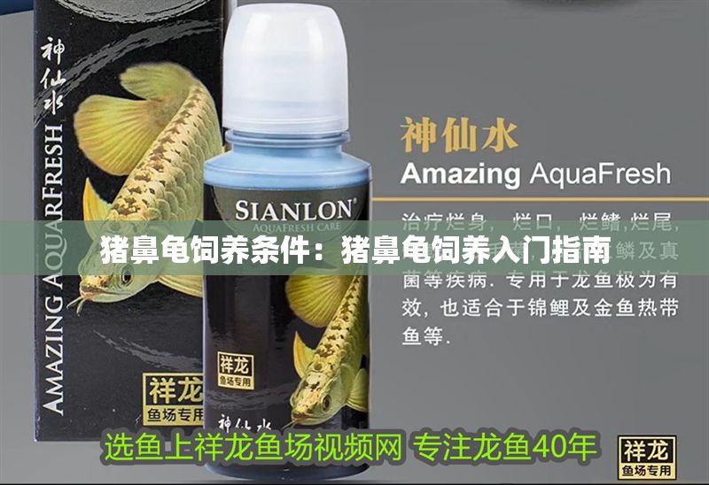 豬鼻龜飼養條件：豬鼻龜飼養入門指南