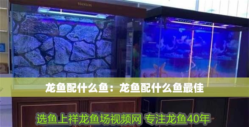 龍魚配什么魚：龍魚配什么魚最佳