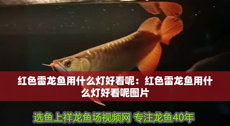 紅色雷龍魚用什么燈好看呢：紅色雷龍魚用什么燈好看呢圖片