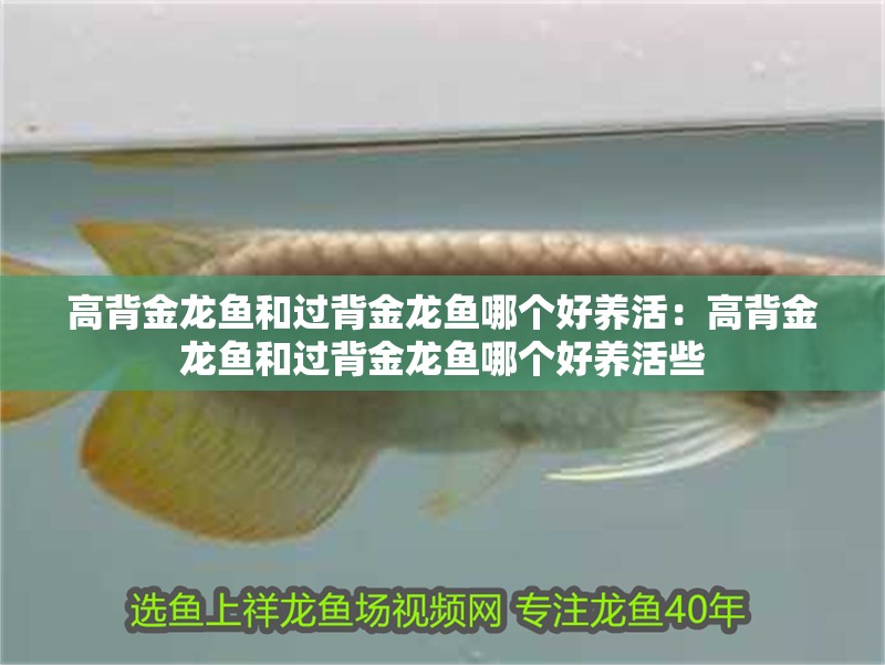 高背金龍魚和過背金龍魚哪個好養活：高背金龍魚和過背金龍魚哪個好養活些