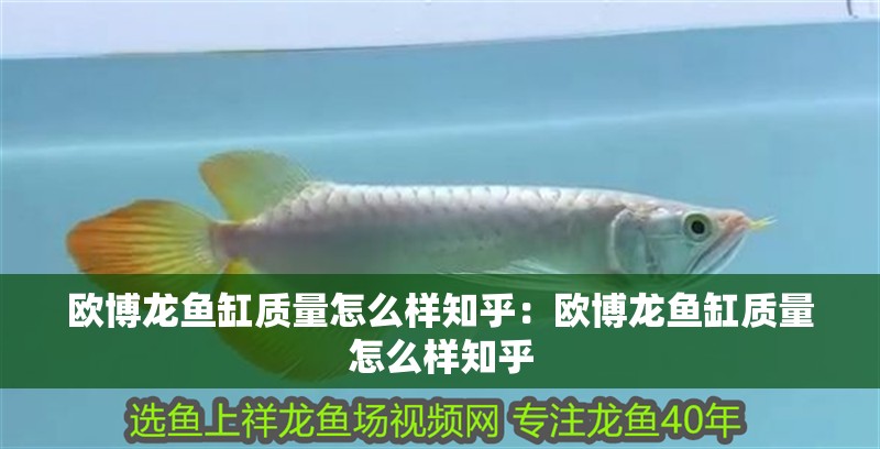 歐博龍魚缸質量怎么樣知乎：歐博龍魚缸質量怎么樣知乎